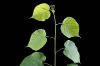 Tilleul - feuilles sur rameau (Tilia sp.) 